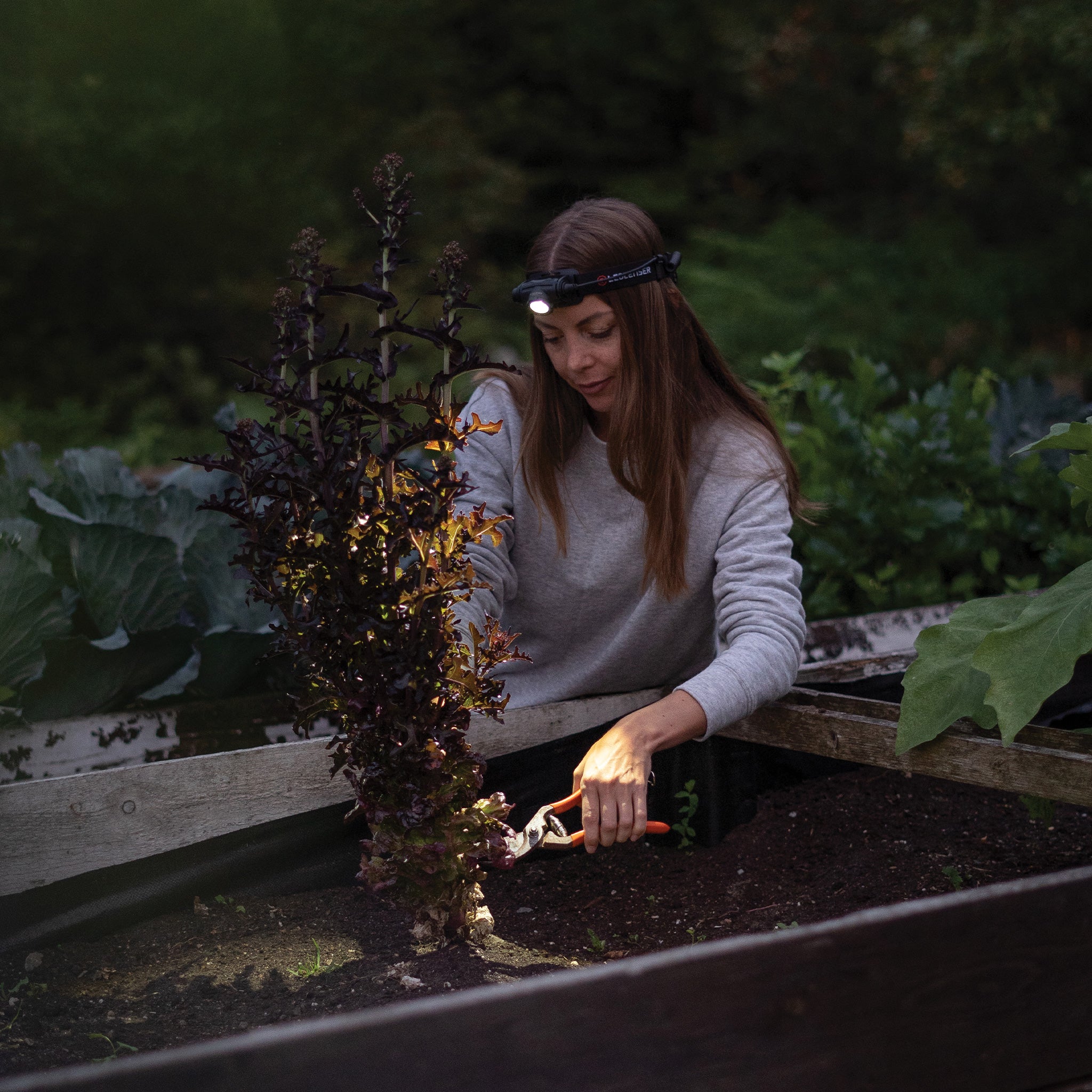 H5R Core Headlamp worn by a person gardening in a raised garden bed with the headlamp lit