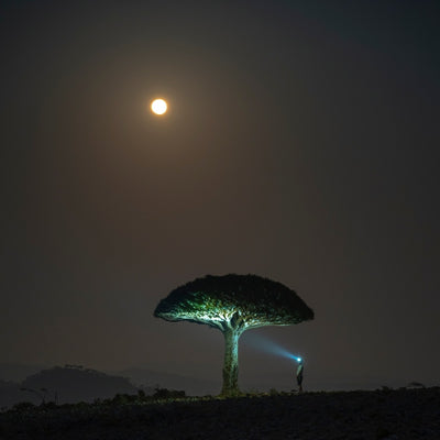 Ledlenser HF6R Signature Headlamp worn by a person at night casting light on a tree under a moonlit sky