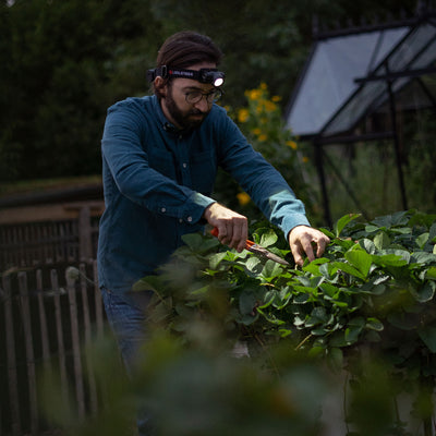 H7R Core Headlamp worn on a man’s head while pruning bushes outdoors at dusk; light illuminated Ledlenser branding visible