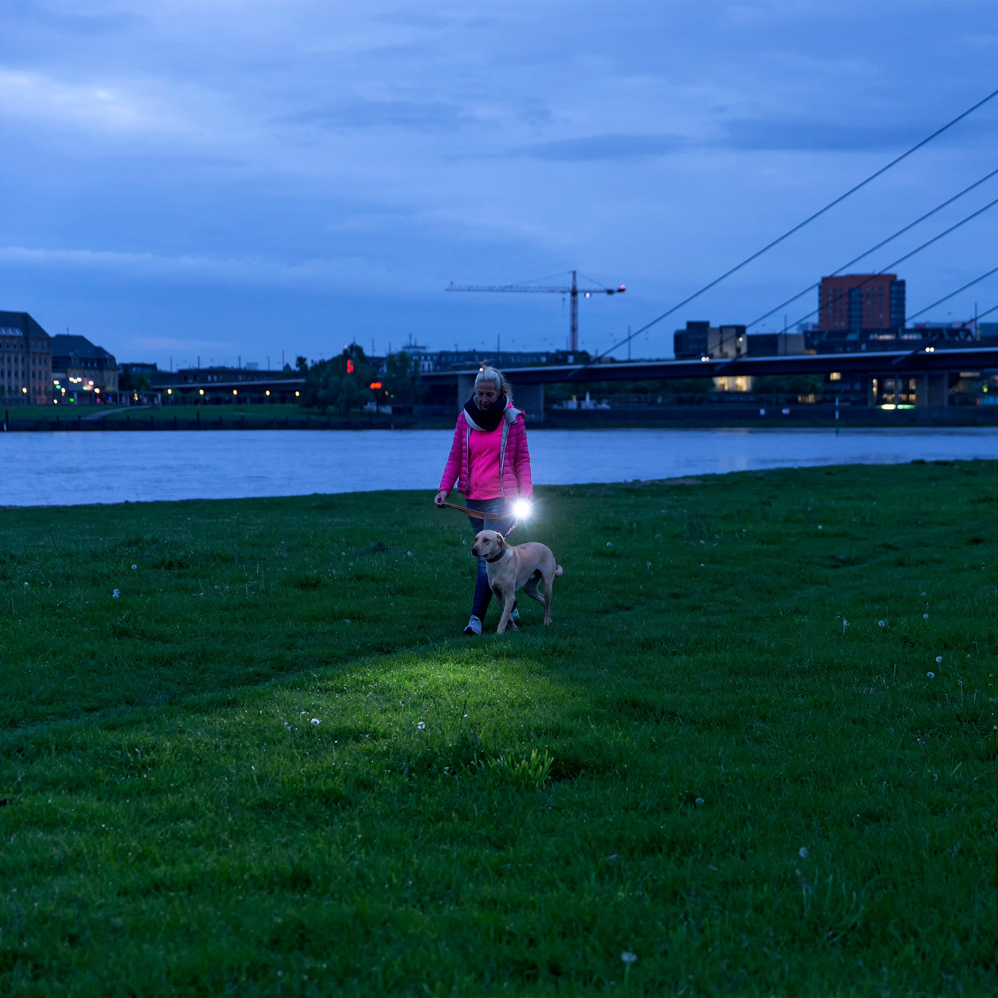 Ledlenser P7R Torch held by person in pink jacket walking dog on grassy riverside park at dusk with bright beam