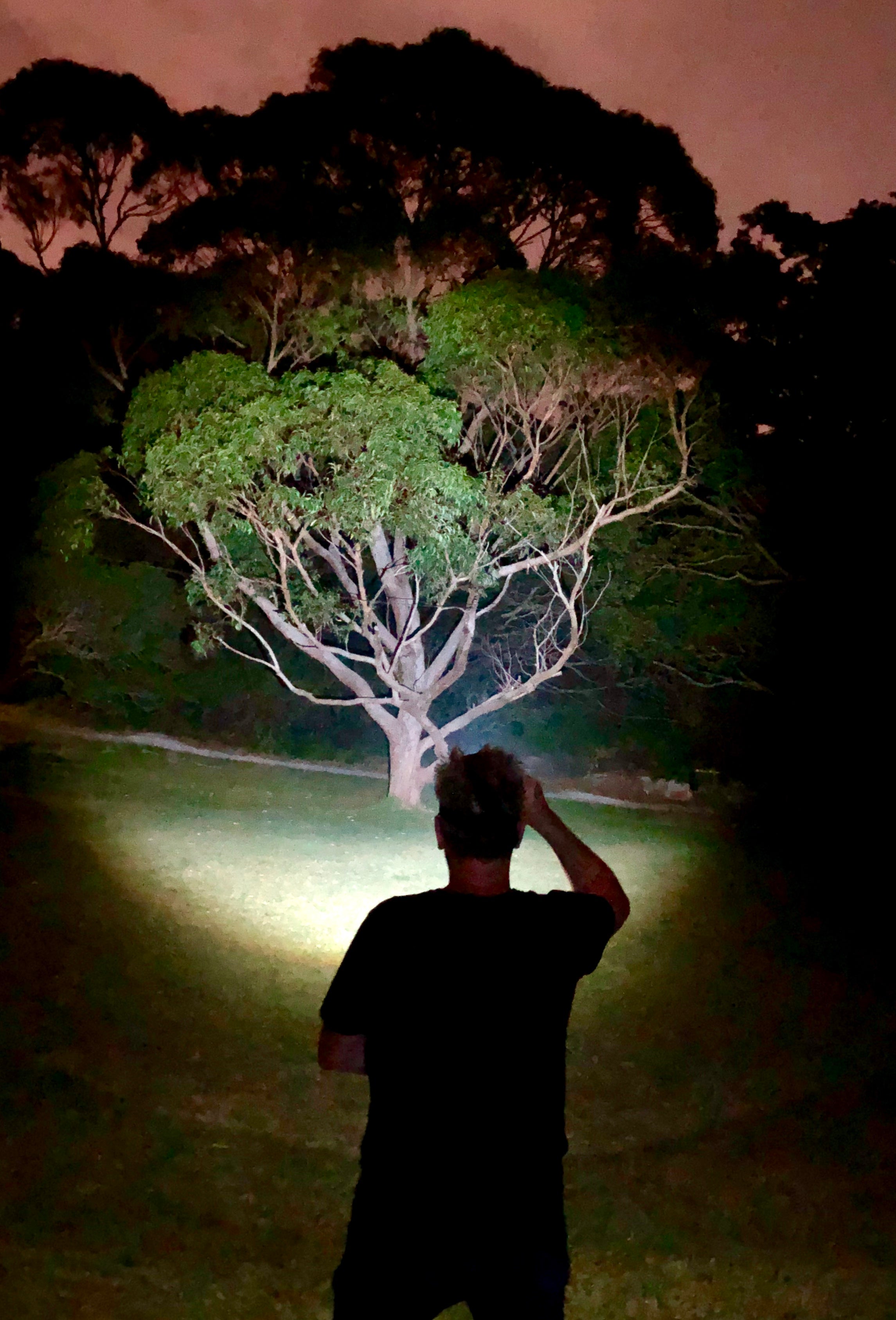 MH11 Blue Outdoor Headlamp being used by a person at night beam illuminating a tree in a park